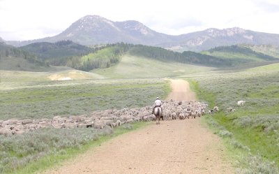 Sheep roundup, lots of lambs.